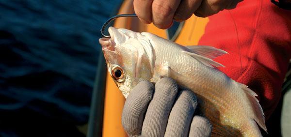 ethically remove gut hooked fish D-Barb & Cutter stainless steel tool Removing a Gut Hook From