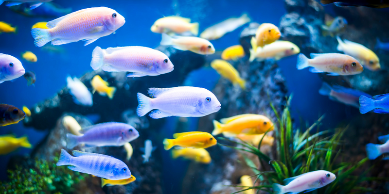 Learn Something New: 10 Interesting Fish Facts