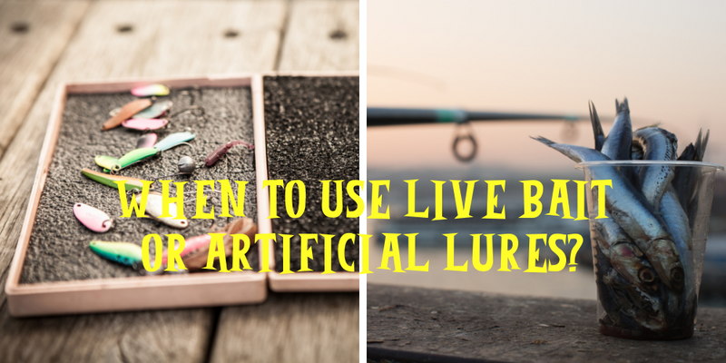 When to use Live Bait or Artificial Lures?